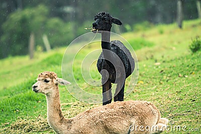 Alpacas in a field Stock Photo