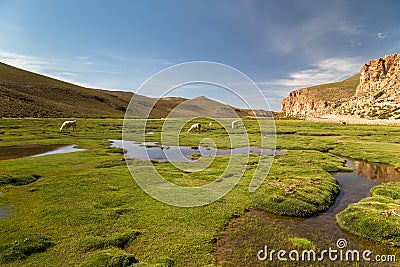 Alpacas grazing in a meadow Stock Photo