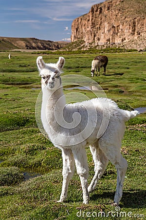 Alpacas grazing in Altiplano Stock Photo