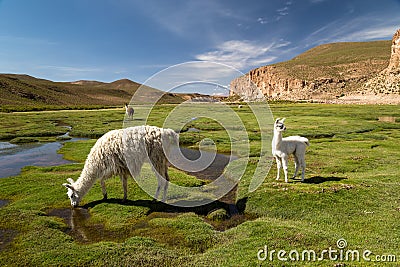 Alpacas grazing in Altiplano Stock Photo