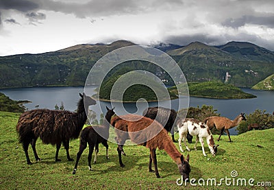 Alpacas grazing around Cuicocha Volcanic Lagoon Stock Photo