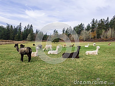 Alpacas grazing in a field on San Juan Island Stock Photo