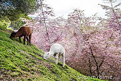 Alpacas grazing on green pasture Stock Photo