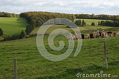 Alpacas PEI 1 Stock Photo