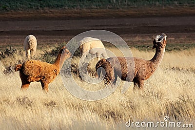 Alpacas (Vicugna pacos) Stock Photo