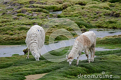 Alpacas Vicugna pacos grazing in a meadow. Stock Photo