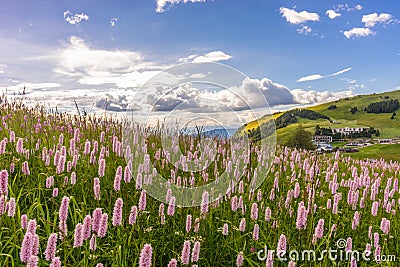 Alpe di Siusi, Seiser Alm with Sassolungo Langkofel Dolomite, flowers among grass Stock Photo