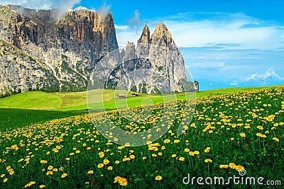 Alpe di Siusi resort with spring yellow dandelions, Dolomites, Italy Stock Photo