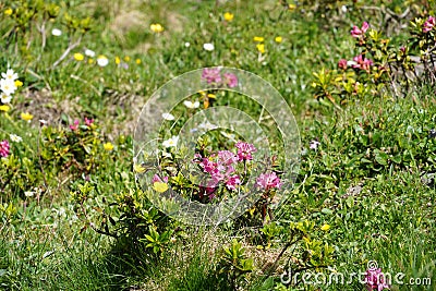 Alpenrose or snow-rose flowers, in Latin called Rhododendron ferrugineum in blossom. Stock Photo