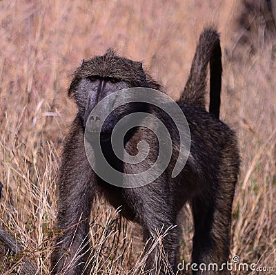 The Alpha Baboon Stock Photo