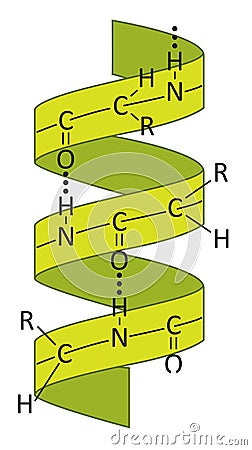 Alpha helix Vector Illustration