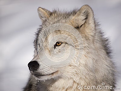 Alpha male arctic wolf Stock Photo