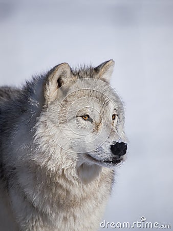 Alpha male arctic wolf Stock Photo