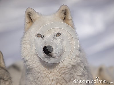 Alpha male arctic wolf Stock Photo