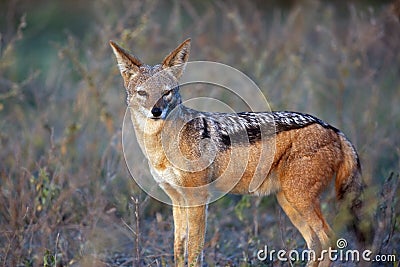 Jackal - Alpha Male - Botswana Stock Photo