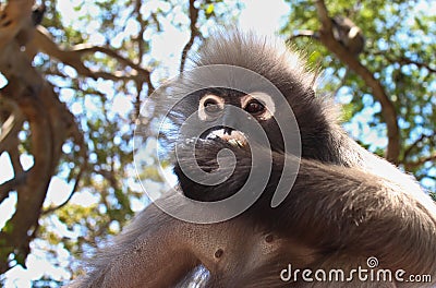 An Alpha Male Langur Primate Monkey eats Stock Photo