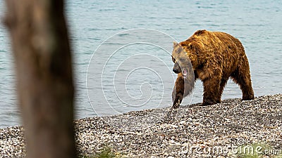 Alpha male named Casanova Stock Photo