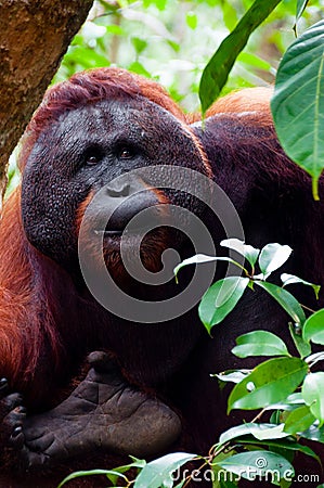 Alpha male orang utan eating portrait front Stock Photo