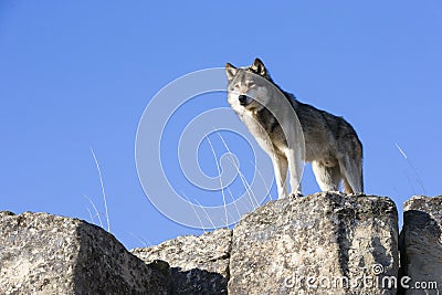 Alpha male standing guard on rock Stock Photo