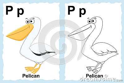 Alphabet coloring book page with outline clip art to color. Letter P. Pelican. Vector animals. Vector Illustration