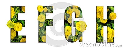 Alphabet E, F, G, H made from marigold flower font isolated on white background. Beautiful character concept Stock Photo