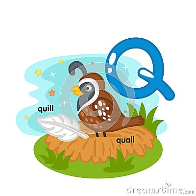 Alphabet Isolated Letter Q-quill-quail Vector Illustration