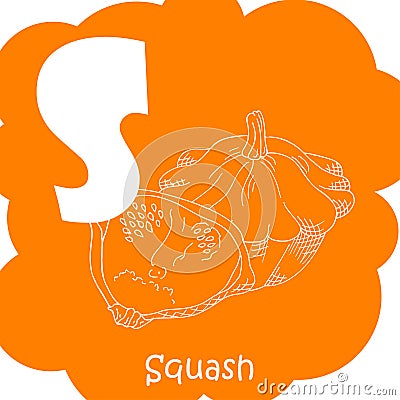 Alphabet for kids with vegetables. Healthy letter abc S-Squash Vector Illustration