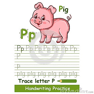 Alphabet trace letter P handwriting vocabulary practice. Cute baby pig piglet animal. ABC English. Kid write education task Vector Illustration