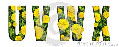 Alphabet U, V, W, X made from marigold flower font isolated on white background. Beautiful character concept Stock Photo