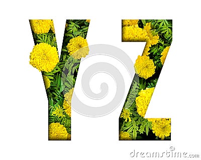 Alphabet Y, Z made from marigold flower font isolated on white background. Beautiful character concept Stock Photo