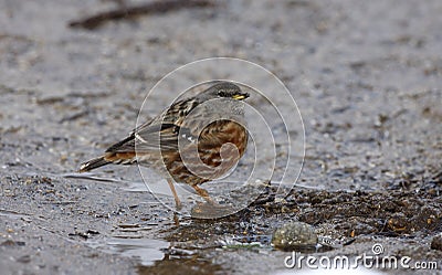 Alpine accentor, Prunella collaris Stock Photo