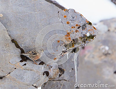 Alpine Accentor on rock Stock Photo