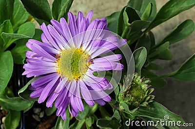 Aster x frikartii 'Monch' Daisy-shaped Flower Stock Photo