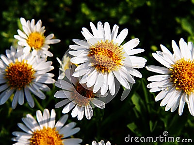 Alpine aster Stock Photo