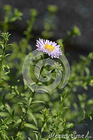 Alpine aster Dunkle Schoene Stock Photo