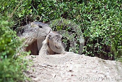 Alpine baby marmot Stock Photo