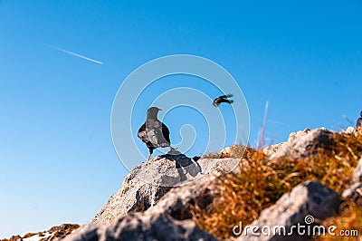 The Alpine chough or yellow-billed chough in Swiss Prealps, Switzerland Stock Photo