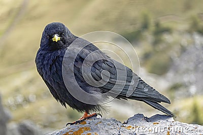 Alpine chough on a rock in autumn in Dolomites. Italy, Europe. Stock Photo