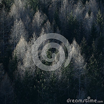 Alpine coniferous forest - Woods with firs, larches Stock Photo