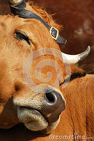 Alpine cow Stock Photo