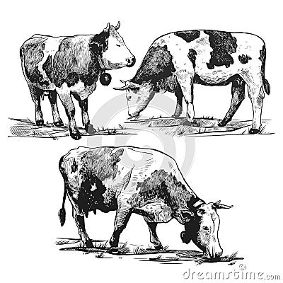 Alpine cows graze set hand drawn in a graphic style. Vintage vector engraving illustration for poster, web, packaging Vector Illustration