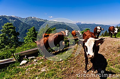 Alpine cows herd drinking water Stock Photo