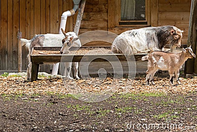 Alpine domestic goats eating prepared dried food in a wooden trough feeder Stock Photo