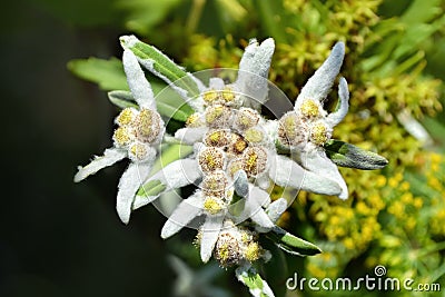 Alpine Edelweiss growing in the garden, a protected white mountain flower. Selective focus Stock Photo