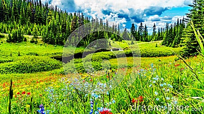 The Alpine fields and meadows surrounding Sun Peaks in British Columbia, Canada Stock Photo