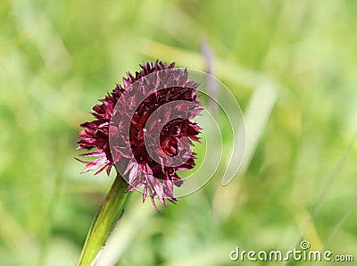 Alpine flora: Black Vanilla Orchid (nigritella nigra) Stock Photo