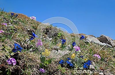 Alpine flora with blue gentian, pink primrose and auriculas Stock Photo