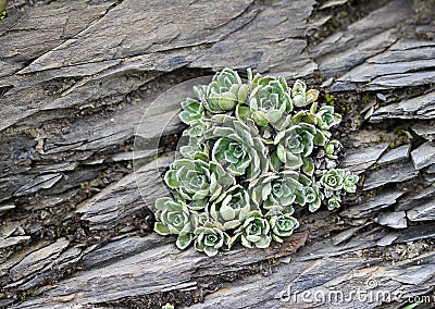 Alpine Flora - common houseleek Stock Photo