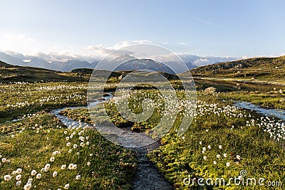 Alpine flora cottongrass eriophorum over the Swiss Grimsel Alps Stock Photo