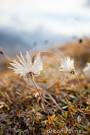 Alpine flora at fall Stock Photo